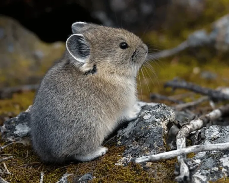 pika