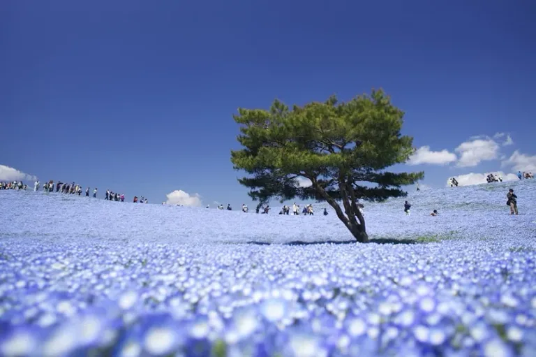 Hitachi seaside park hitachinaka ibaraki japon