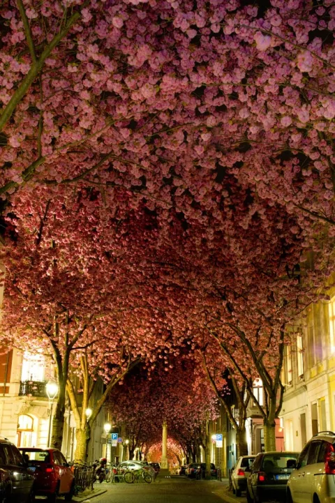 Bonn allemagne 682x1024