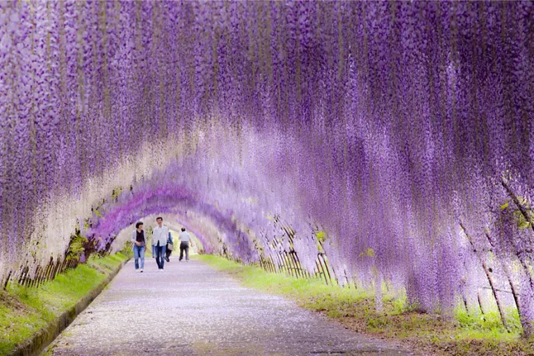 Kawachi fuji garden