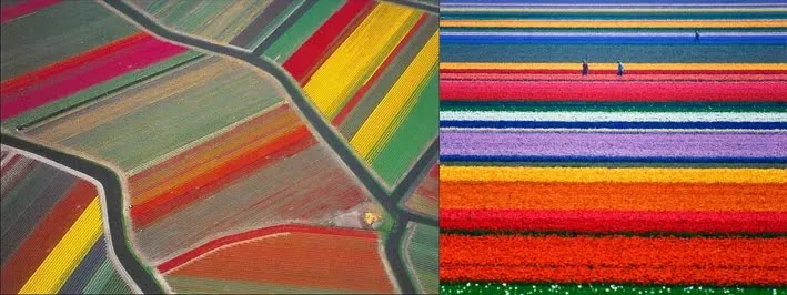 Les champs de tulipes pays bas