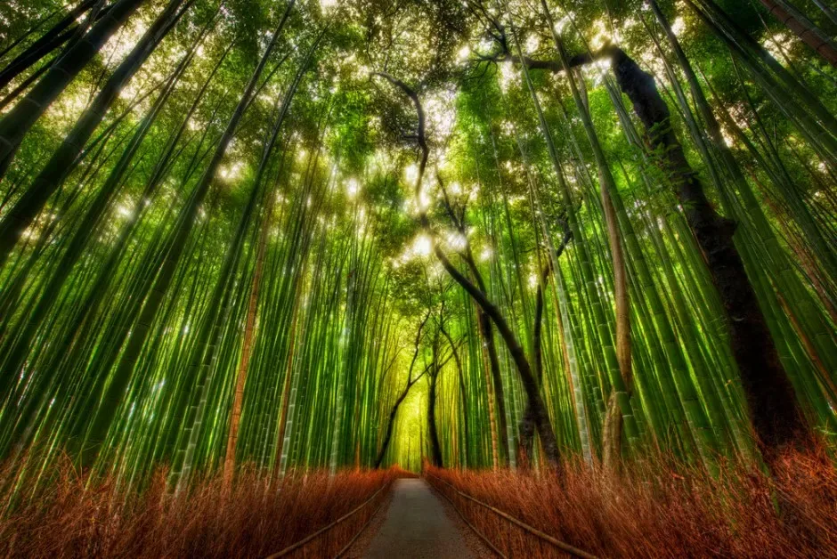 Sagano bamboo forest arashiyama japon