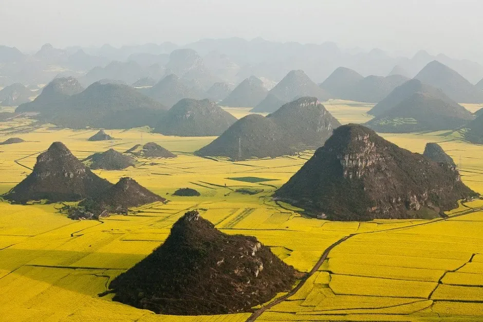 Champs de fleurs de canola yunnan chine