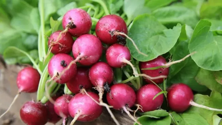 8 legumes que vous devriez 01