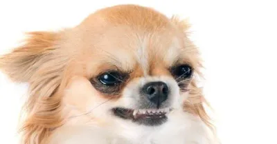 9 choses que vous ignoriez au sujet des chihuahuas.