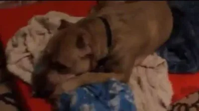 Abandonné un nombre incalculable de fois, ce chien pleure en se blottissant contre sa couverture.
