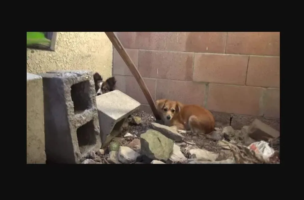 Un homme a abandonné ces trois chiens, ne leur laissant que du pain. Lorsqu’on les retrouve ? Oh mon dieu !