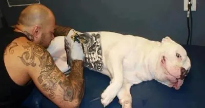 Inadmissible: La mode des tatouages sur les animaux de compagnie aux États-Unis !