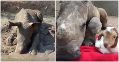 Après avoir été blessée par des braconniers, cette petite femelle rhinocéros s’est fait une amie unique quand les secours l’ont sauvée !