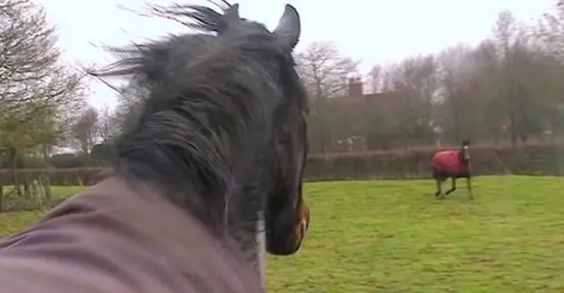 Après plus de quatre années de séparation, ce cheval retrouve un vieil ami ; découvrez sa réaction !