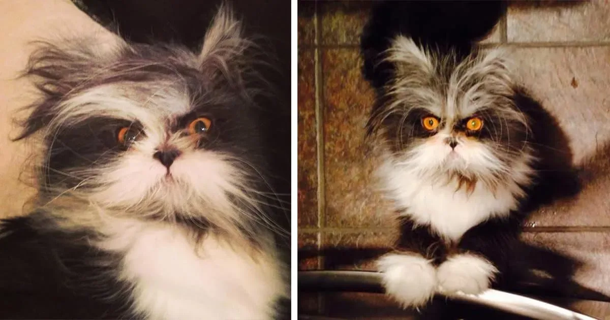 Atchoum : le Chat dont le Regard Perçant va Dévorer votre Âme
