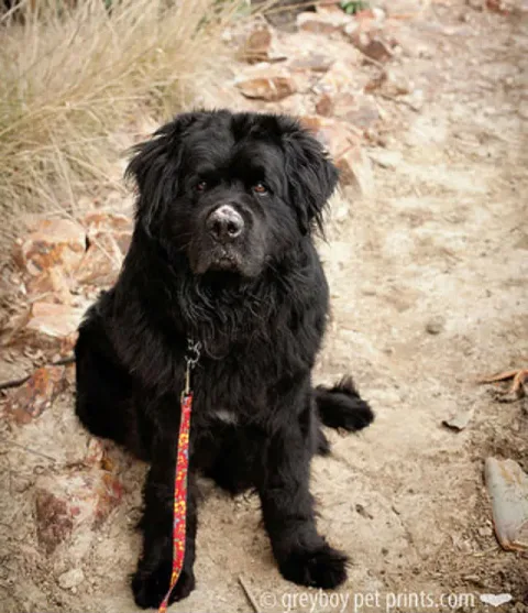 Greyboy Pet Prints/Eldad Hagar/Flickr