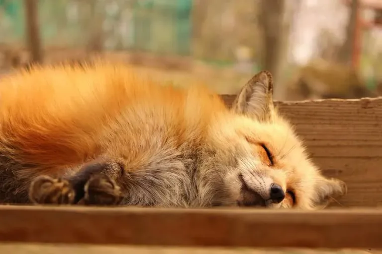 Fox village 26