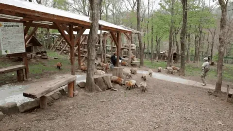 Fox village 4