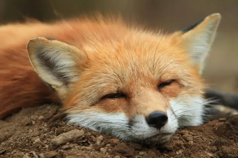 Fox village 12