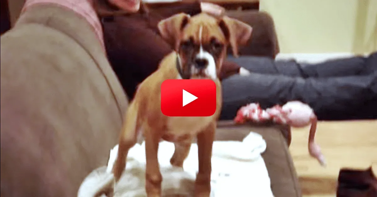 Bella le boxer est incapable de garder son calme ! Je ne crois pas avoir déjà vu un chien aussi excité !