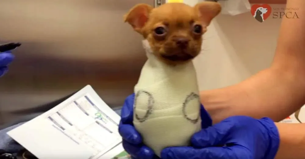 Amputée des deux pattes et abandonnée, elle reçoit enfin la vie qu’elle a toujours méritée !