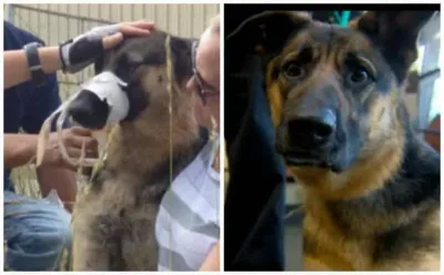 Un homme arrête sa voiture pour aider un chien à la gueule et aux pattes immobilisées par de l’adhésif.