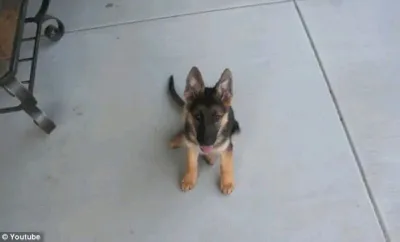 Le propriétaire de ce berger allemand a pris une photo de son chien par jour pendant un an, et voici le résultat de cette expérience. Incroyable !