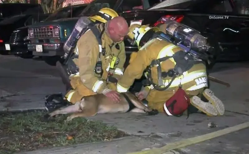 Aux portes de la mort, cette femelle bouledogue a eu la vie sauve grâce à l’intervention des pompiers.