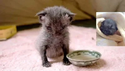Une femme trouve un petit chaton orphelin après une pluie torrentielle et le ramène à la vie