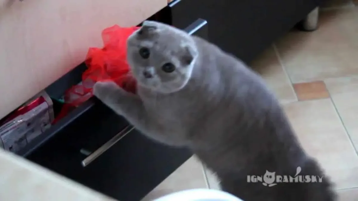 Ce chat croit être particulièrement furtif : découvrez sa réaction lorsqu’il se fait prendre. C’est hilarant !