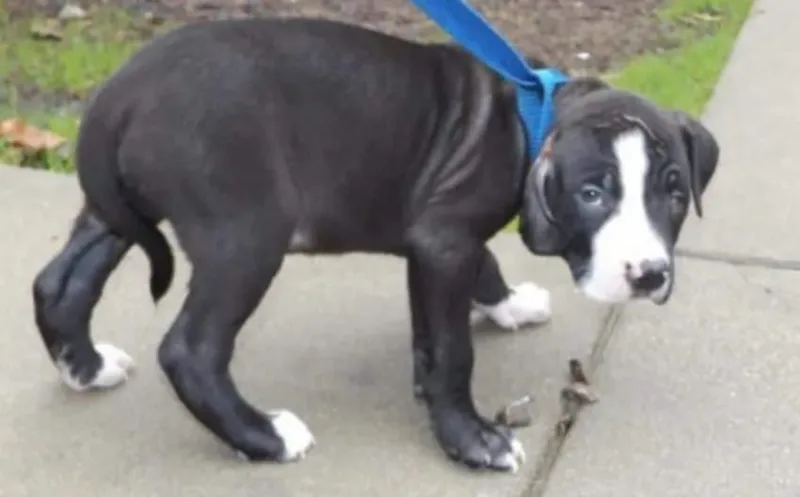 Ce Chien a été rejeté à cause de son apparence. Mais attendez de voir ça…