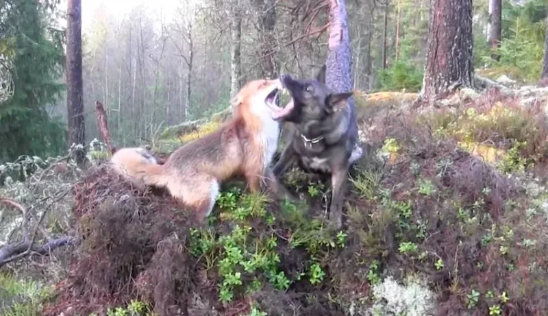 Ce chien rencontre un renard. Mais il est peu probable que quiconque arrivera à deviner ce qui va se produire ensuite !