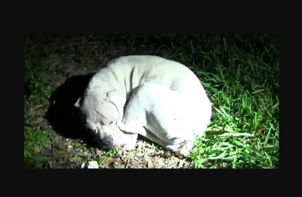 Ce chiot maltraité avait totalement jeté l’éponge. Mais regardez ce qui se passe lorsque la police arrive.