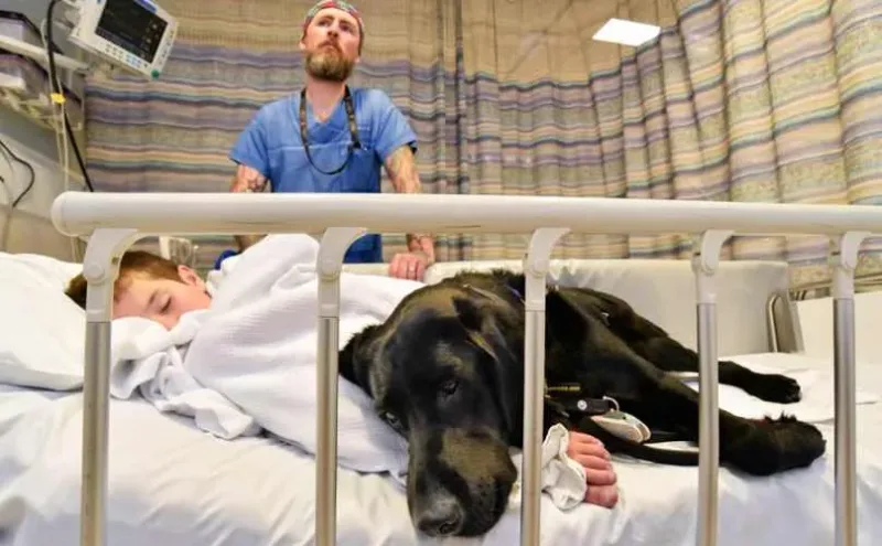 Ce labrador refuse de quitter le lit d’hôpital de cet enfant. Sa raison? Bouleversante…