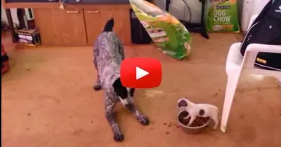Ce petit chien défend sa gamelle de nourriture contre un géant.