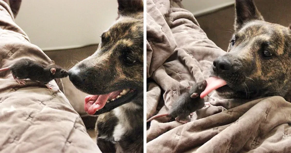 Ce rat et ce chien tous deux adoptés sont devenus les meilleurs amis au monde.