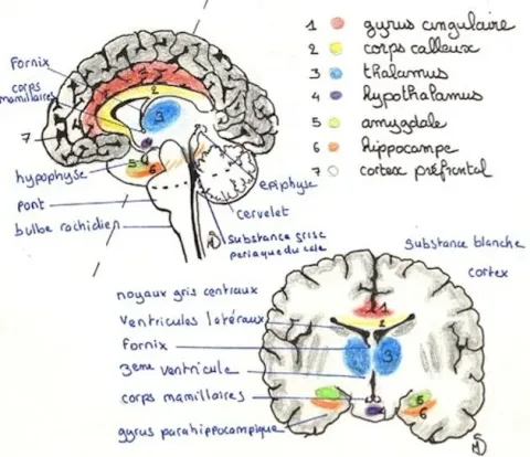 Les mécanismes neurobiologiques qui amplifient le stress chez les hypersensibles et HPI