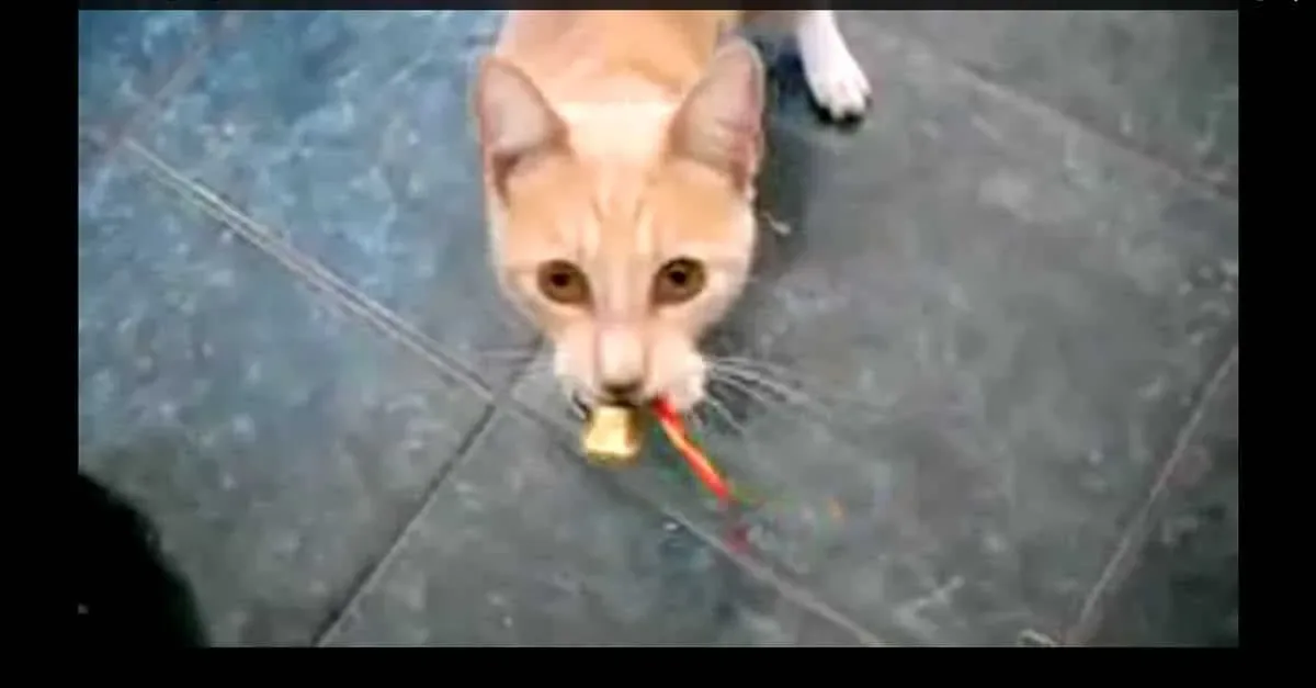 Ces animaux chantent « Vive le Vent ! », et c’est tout simplement génial !
