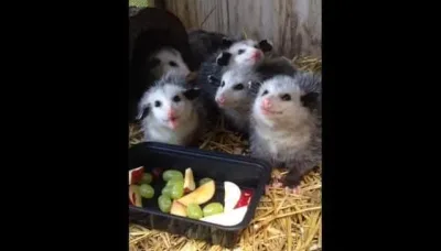 Ces bébés opossums à peine secourus sont tout simplement adorables lorsqu’ils mangent ces fruits en salade.