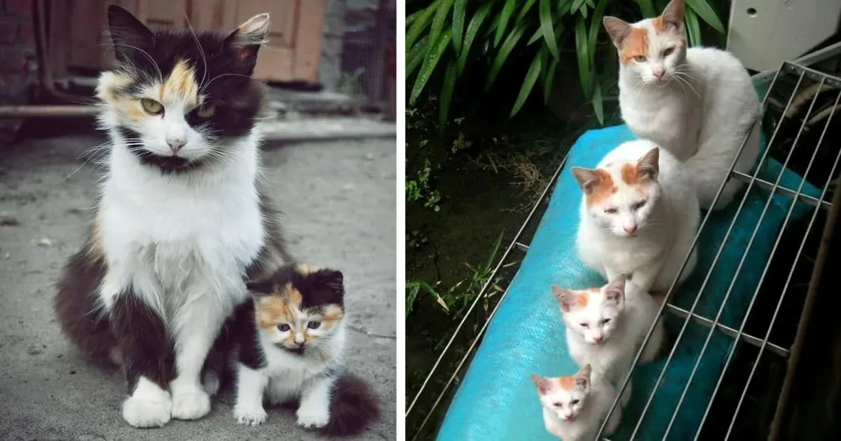 Ces chats sont accompagnés de leurs doubles miniatures.