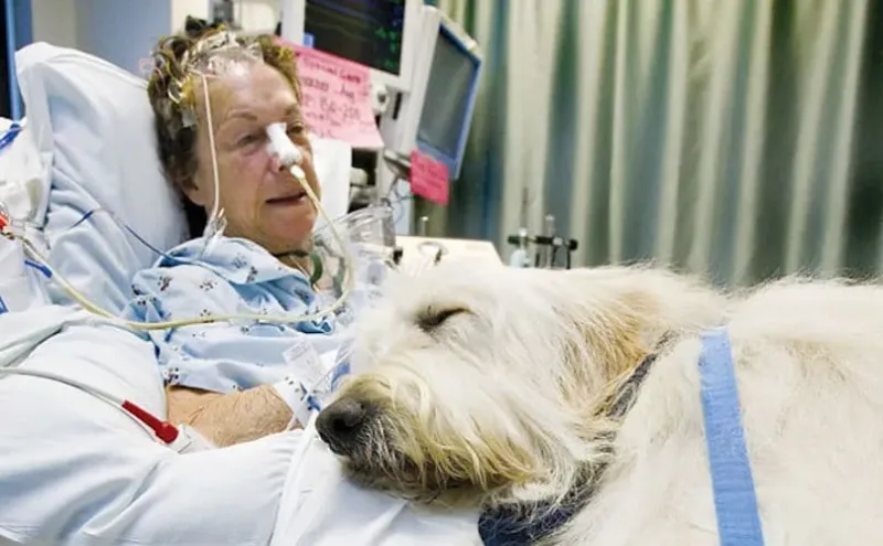 Cet hôpital permet à votre chien de vous visiter, parce que les câlins sont le meilleur médicament