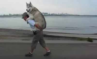 Cet humain laisse sa chienne lui grimper sur le dos lorsqu’elle est trop fatiguée pour terminer leur promenade.