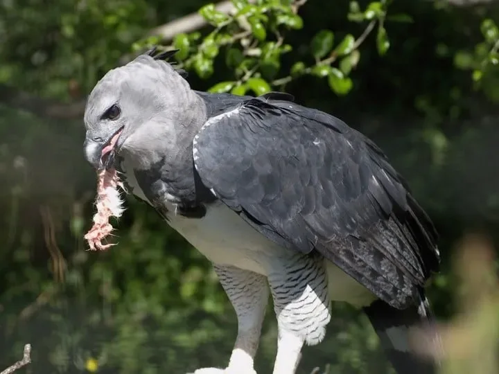 Cet imposant oiseau est lun 07s