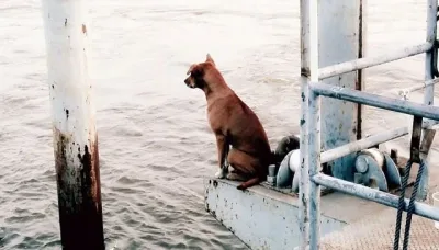 Cette chienne est tombée à l’eau, et a attendu que ses maîtres viennent la chercher, en vain.
