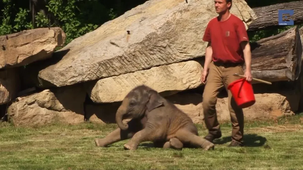Cette mère éléphant n’arrivait pas à réveiller son bébé, un humain est donc intervenu pour l’aider.