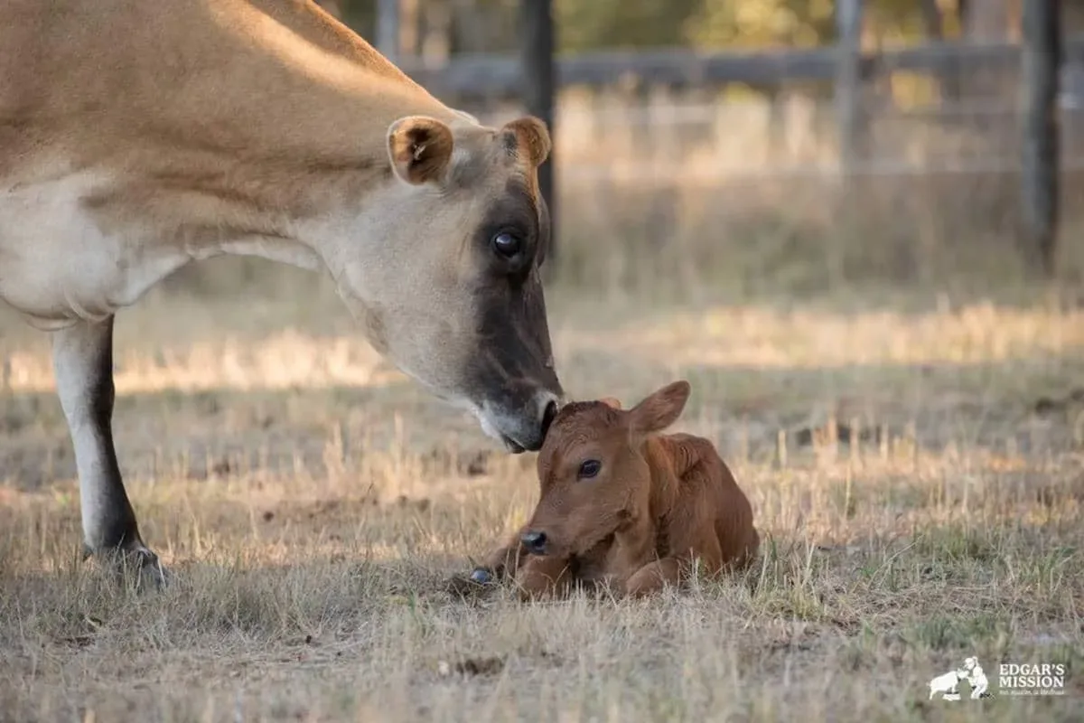 Cette vache cache son petit pour le protéger d’un fermier.