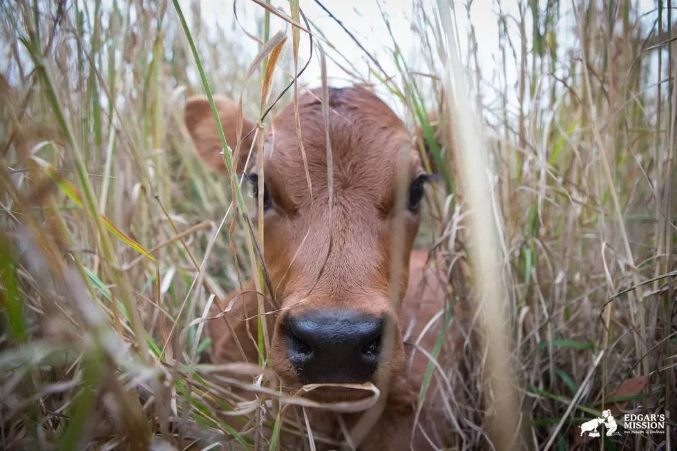 Maman vache 2