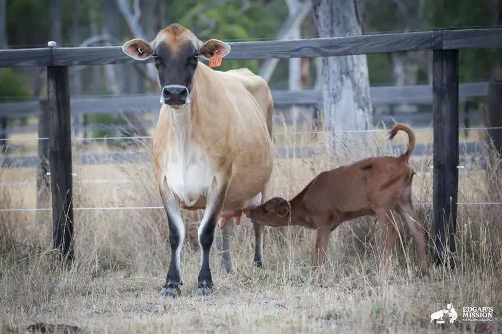 Maman vache 4