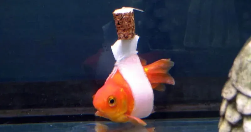 Un propriétaire de poisson rouge fabrique une « chaise flottante » en liège pour aider son poisson à nager à la verticale.