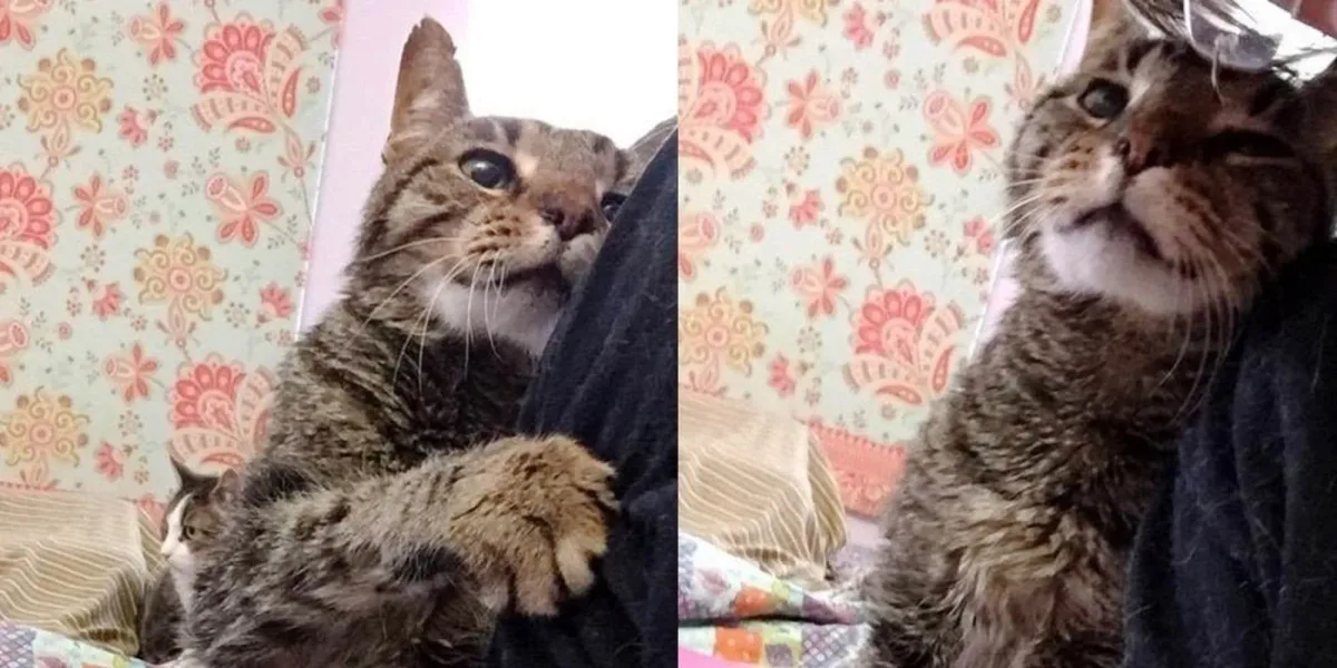 Un chat de 16 ans qui a perdu son seul foyer, dit à sa nouvelle famille qu’il est heureux d’être à nouveau aimé