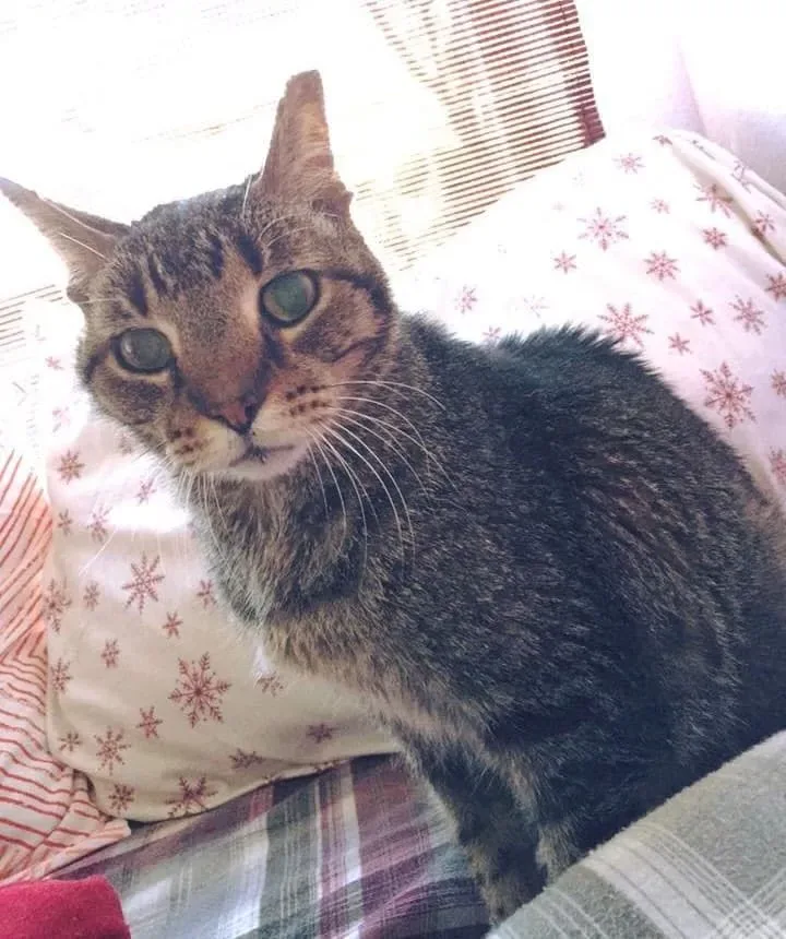 KITTY ADVENTURE RESCUE LEAGUE & SANCTUARY