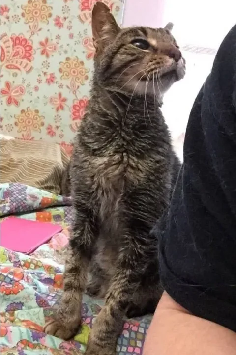 KITTY ADVENTURE RESCUE LEAGUE & SANCTUARY