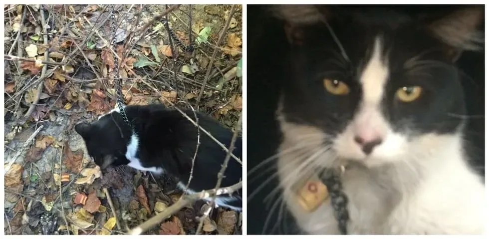 Copper's Cat Commune