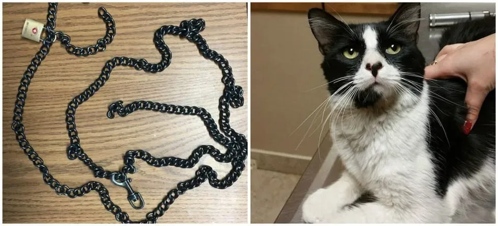 Copper's Cat Commune